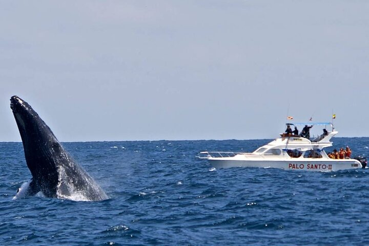 Full-Day Whale Watching Tour in Samana Bay from Santo Domingo - Photo 1 of 8